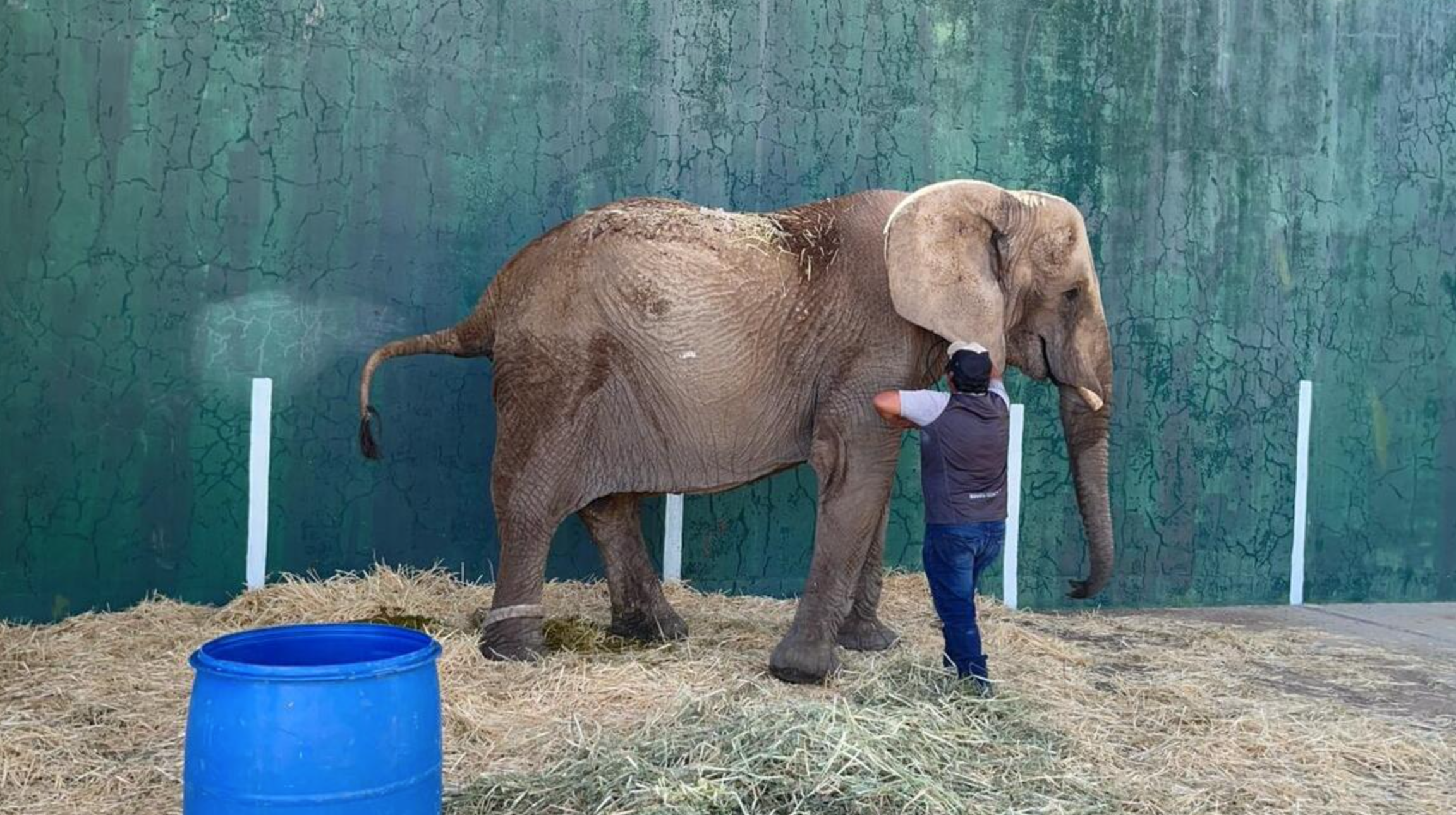 Elefante abandonada en Jalisco es atendida por veterinarios